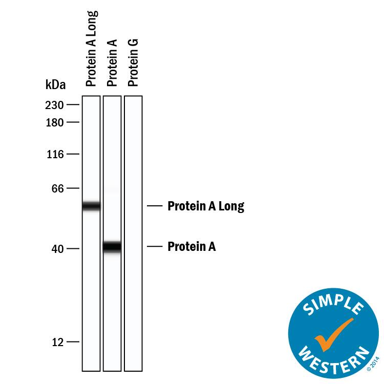 Simple Western lane view recombinant Protein A Long, recombinant Protein A, and recombinant Protein G (negative control), loaded at 0.2 mg/mL. A specific band was detected for Protein A at approximately 40 kDa and Protein A Long at approximately 58 kDa (as indicated) using 20 µg/mL of Rat Anti-Protein A Monoclonal Antibody (Catalog # MAB99761) followed by 1:50 dilution of HRP-conjugated Anti-Rat IgG Secondary Antibody (HAF005). This experiment was conducted under reducing conditions and using the 12-230 kDa separation system.
