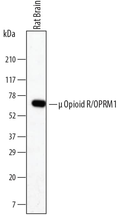 Western blot shows lysates of rat brain tissue. PVDF membrane was probed with 1 µg/mL of Mouse Anti-Human µ Opioid R/ OPRM1 Monoclonal Antibody (Catalog # MAB6866) followed by HRP-conjugated Anti-Mouse IgG Secondary Antibody (Catalog # HAF007). A specific band was detected for µ Opioid R/OPRM1 at approximately 63 kDa (as indicated). This experiment was conducted under reducing conditions and using Immunoblot Buffer Group 1.