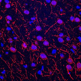 Immunohistochemistry nNOS Antibody [Unconjugated]