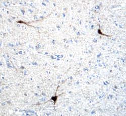 Immunohistochemistry nNOS Antibody [Unconjugated]