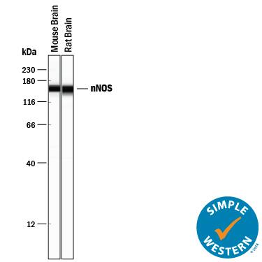 Simple Western nNOS Antibody [Unconjugated]