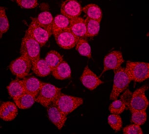 nNOS was detected in immersion fixed Neuro-2A mouse neuroblastoma cell line using Mouse Anti-Human/Mouse nNOS Monoclonal Antibody (Catalog # MAB24161) at 10 µg/mL for 3 hours at room temperature. Cells were stained using the NorthernLights™ 557-conjugated Anti-Mouse IgG Secondary Antibody (red; Catalog # NL007) and counterstained with DAPI (blue). Specific staining was localized to nuclei, cytoplasm and cell membrane. View our protocol for Fluorescent ICC Staining of Cells on Coverslips.