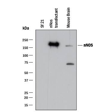 Western blot shows lysates ofSf21S. frugiperdainsect ovarian cell line either mock transfected or transfected with human nNOS, and mouse brain tissue. PVDF membrane was probed with 1 µg/mL of Mouse Anti-Human/Mouse nNOS Monoclonal Antibody (Catalog # MAB24161) followed by HRP-conjugated Anti-Mouse IgG Secondary Antibody (Catalog # HAF018). A specific band was detected for nNOS at approximately 160 kDa (as indicated). This experiment was conducted under reducing conditions and using Immunoblot Buffer Group 1.