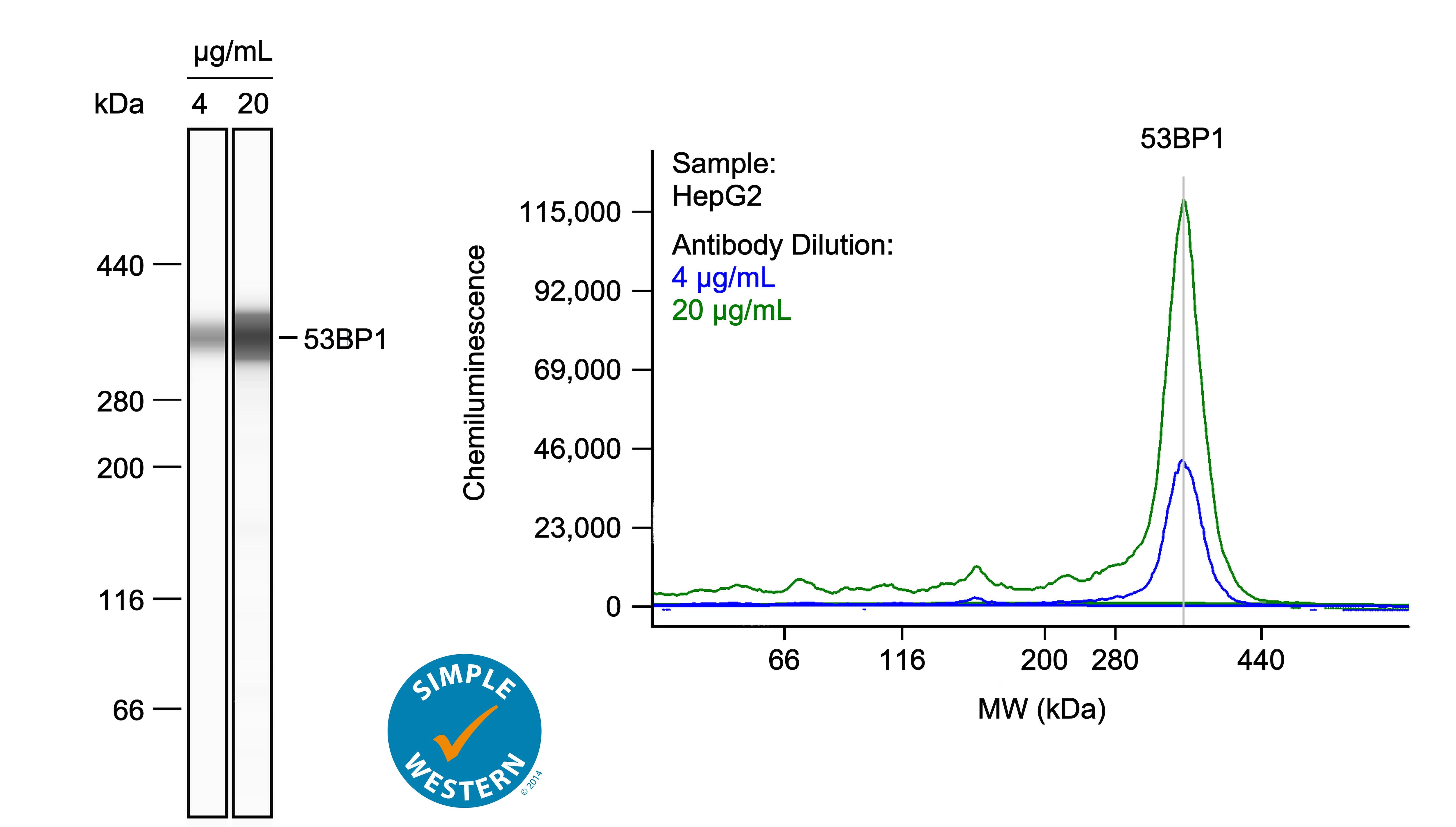 Immunocytochemistry/ Immunofluorescence: 53BP1 Antibody - BSA Free [NB100-304] - Treatment w/ exogenous POT1 protein protects LT-HSCs in culture. a Effect of MTM-POT1a on colony formation of HSCs. LT-HSCs (8 week-old) cultured w/ MTM-POT1a for 2 weeks. After culture, Lin− cells isolated & re-cultured in MethoCult™ GF M3434 medium (200 cells per dish). Data are expressed as the mean ± SD (n = 3, *p Left: Simple Western lane view shows lysates of HepG2 human hepatocellular carcinoma cell line, loaded at 1 mg/ml. A specific band was detected for 53BP1 at approximately 353 kDa (as indicated) using both 4 µg/ml and 20 µg/ml of Rabbit Anti-Human 53BP1 Antigen Affinity-purified Polyclonal Antibody (Catalog # NB100-304) followed by HRP-conjugated Goat Anti-Rabbit Secondary Antibody (Catalog # 042-206). This experiment was conducted under reducing conditions and using the 66-440kDa separation system. Right: Simple Western electropherogram showing the same Rabbit Anti-Human 53BP1 Antigen Affinity-purified Polyclonal Antibody (Catalog # NB100-304) tested at 4 µg/ml (blue line) and 20 µg/ml (green line) in the HepG2 human hepatocellular carcinoma cell line.