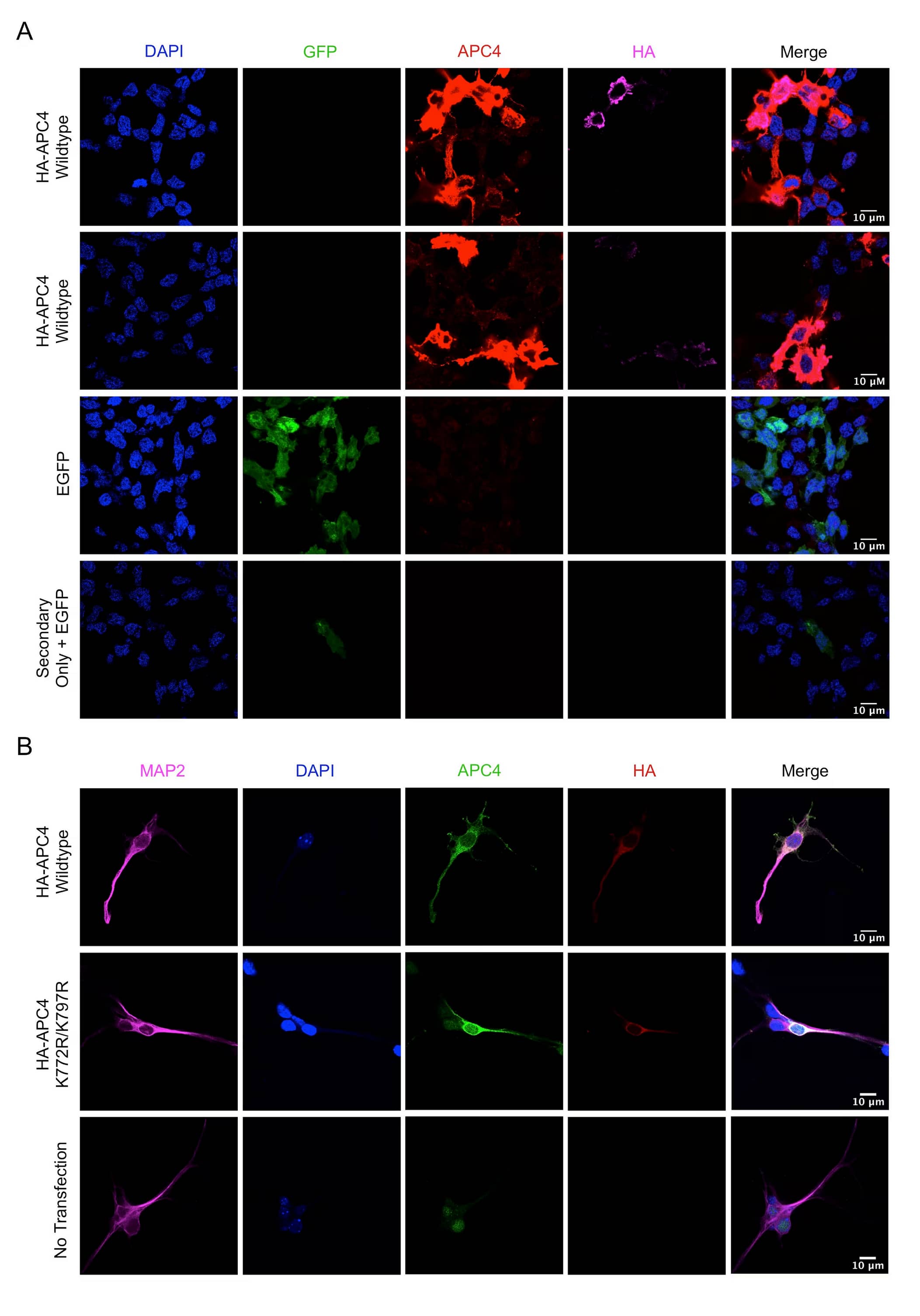 Immunocytochemistry/ Immunofluorescence Apc4 Antibody