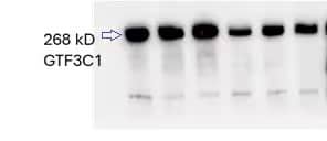 Western Blot TFIIIC Antibody - BSA Free