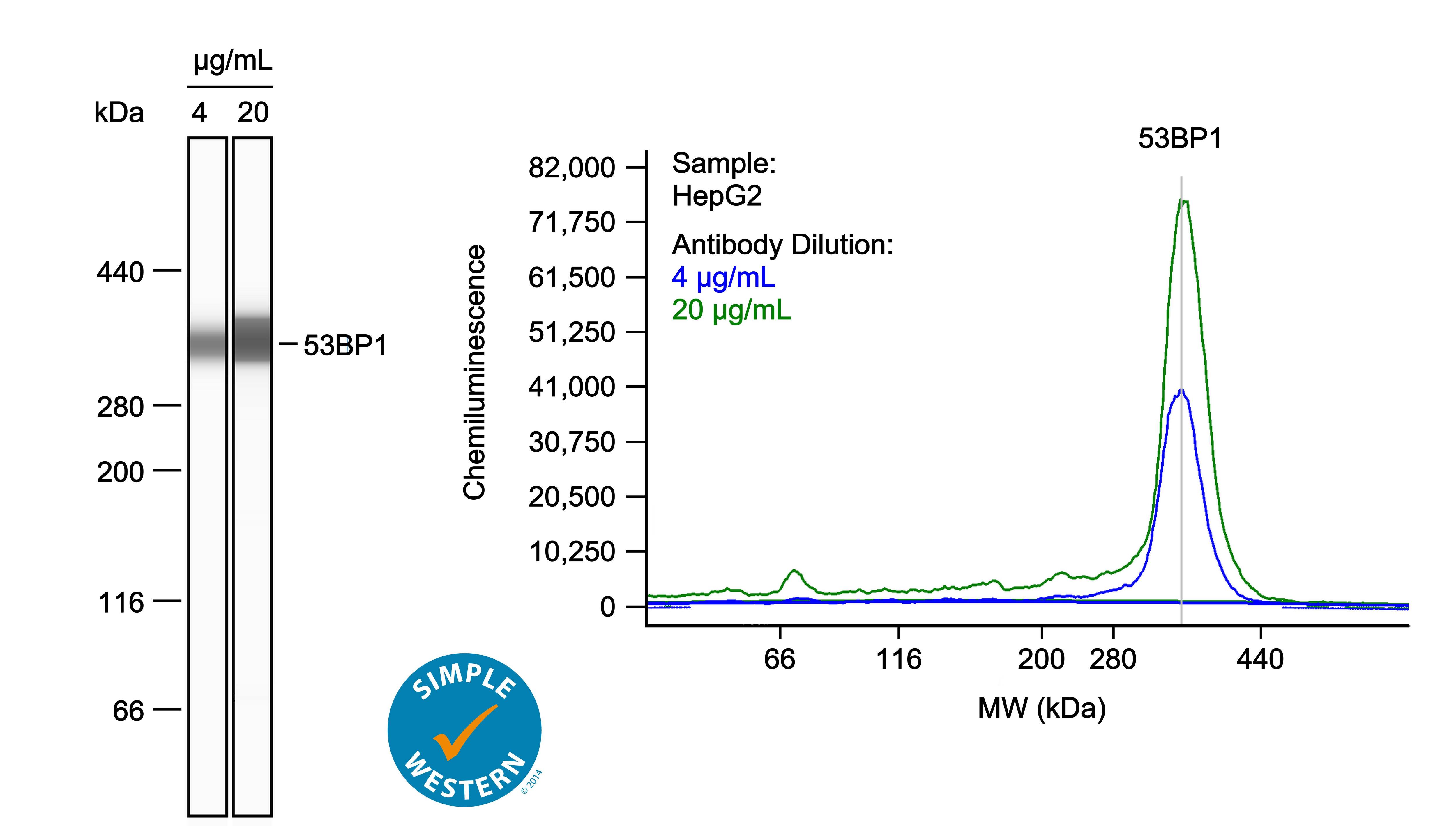 Immunocytochemistry/ Immunofluorescence: 53BP1 Antibody - BSA Free [NB100-904] - WRAP53 beta  plays an important role in recruitment of factors involved in HR & NHEJ to DNA breaks in A2780 cells. (a) A2780 cells were transfected with siControl or siWRAP53#2 oligonucleotides for 48 h; exposed to IR (6 Gy), & 1 h later immunostained for  gamma H2AX, MDC1, RNF168, FK2 (recognizes conjugated ubiquitin), BRCA1, 53BP1 & RAD51. (b) Quantification of the results in (a), as the percentage of 200 cells counted in each experiment whose nuclei contained >10 IR-induced foci. The error bars depict the S.E.M.; n=3, **PLeft: Simple Western lane view shows lysates of HepG2 human hepatocellular carcinoma cell line, loaded at 1 mg/ml. A specific band was detected for 53BP1 at approximately 353 kDa (as indicated) using both 4 µg/ml and 20 µg/ml of Rabbit Anti-Human 53BP1 Antigen Affinity-purified Polyclonal Antibody (Catalog # NB100-904) followed by HRP-conjugated Goat Anti-Rabbit Secondary Antibody (Catalog # 042-206). This experiment was conducted under reducing conditions and using the 66-440kDa separation system. Right: Simple Western electropherogram showing the same Rabbit Anti-Human 53BP1 Antigen Affinity-purified Polyclonal Antibody (Catalog # NB100-904) tested at 4 µg/ml (blue line) and 20 µg/ml (green line) in the HepG2 human hepatocellular carcinoma cell line.