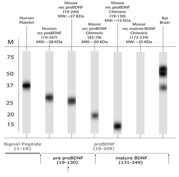 A thorough Western blot (WB) analysis of tissue lysates and recombinant proteins was performed using NB100-98756 to assess proBDNF expression. The antibody is specific for proBDNF and does not recognize mature BDNF. Specific immunoreactive bands corresponding to proBDNF were detected in both tissue lysates and recombinant protein samples, while no reactivity toward mature BDNF was observed, demonstrating the antibody's specificity for the pro-form of BDNF.