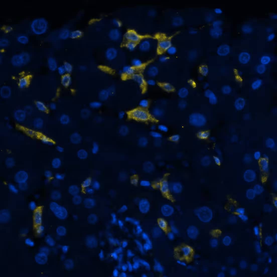 Multiplex Immunofluorescence CD163 Antibody (EDHu-1) - BSA Free