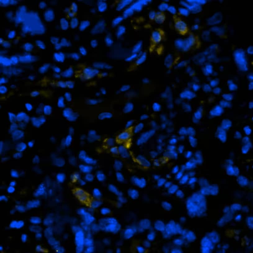 Multiplex Immunofluorescence CD163 Antibody (EDHu-1) - BSA Free