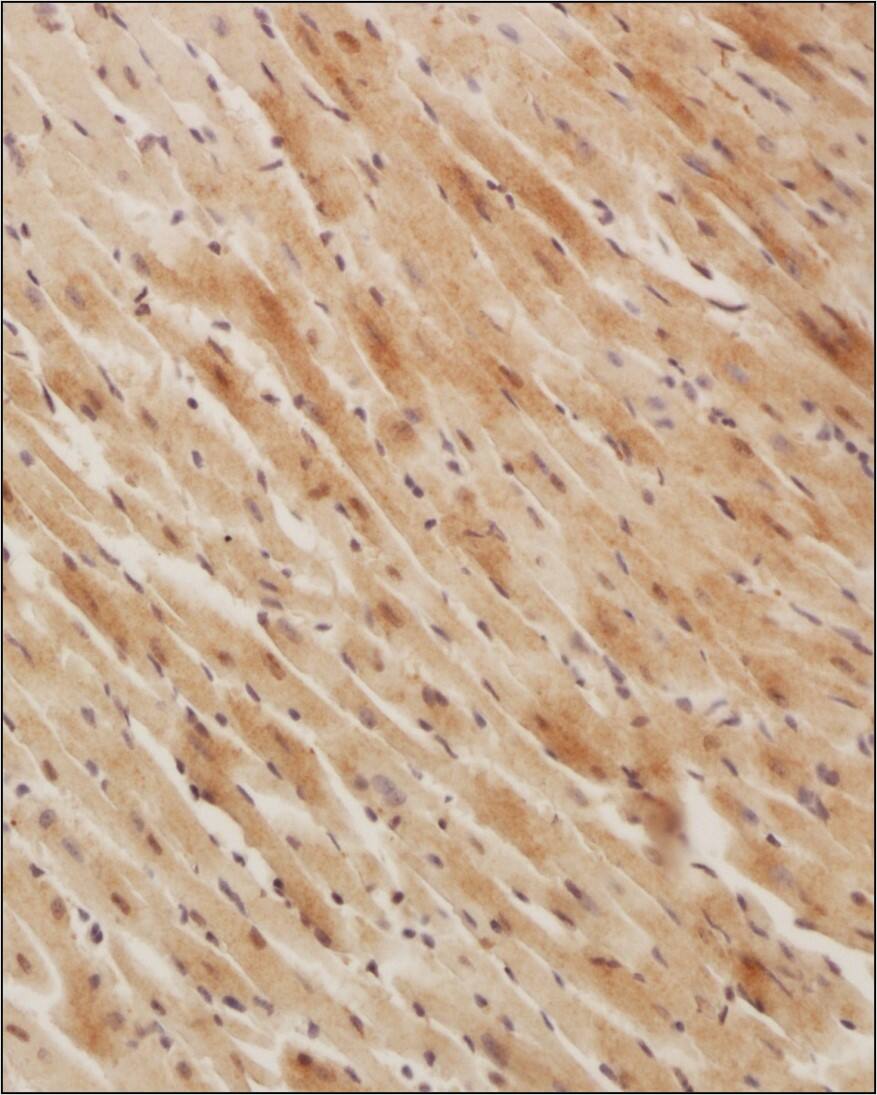 Analysis of a FFPE tissue section of mouse heart using 1:200 dilution of OXPAT antibody. The staining was developed using HRP labeled anti-rabbit secondary antibody and DAB reagent, and nuclei of cells were counter-stained with hematoxylin.