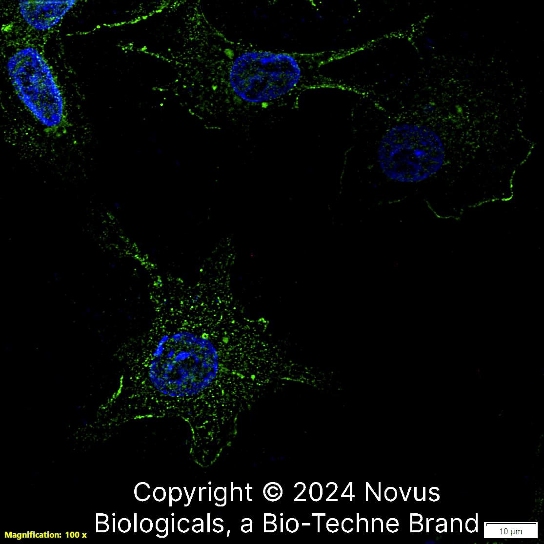 Osteopontin/OPN (1B20) was detected in immersion fixed HepG2 human hepatocellular carcinoma cell line using Rat anti- Osteopontin/OPN (1B20) Protein G Purified Monoclonal Antibody conjugated to Alexa Fluor® 488 (Catalog # NB110-89062AF488) (green) at 10 µg/mL overnight at 4C. Cells were counterstained with DAPI (dark blue). Cells were imaged using a 100X objective and digitally deconvolved.