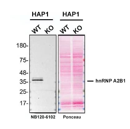 Western blot shows lysates of HAP1 human near-haploid cell line and hnRNP A2B1 knockout HAP1 cell line (KO). Nitrocellulose membrane was probed with hnRNP A2B1 Antibody (Catalog # NB120-6102) O/N at 4C, followed by HRP-conjugated Secondary Antibody and ECL detection. A specific band was detected for hnRNP A2B1 (as indicated) in the parental HAP1 cell line, but is not detectable in knockout HAP1 cell line. Primary antibody dilution used: 1/1000. The Ponceau stained transfers of each blot are shown. Image, protocol and testing courtesy of YCharOS Inc. (ycharos.com).