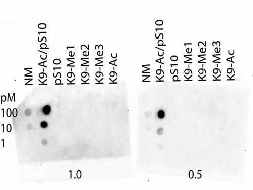 Dot Blot analysis of Histone H3 [p Ser10, ac Lys9] Antibody in the peptides listed in 1.0 and 0.5 picomoles of peptide.
