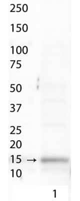 Western Blot analysis of Histone H3 [ac Lys9/phospho Ser10] in NIH/3T3 cell lysates using NB21-1095.