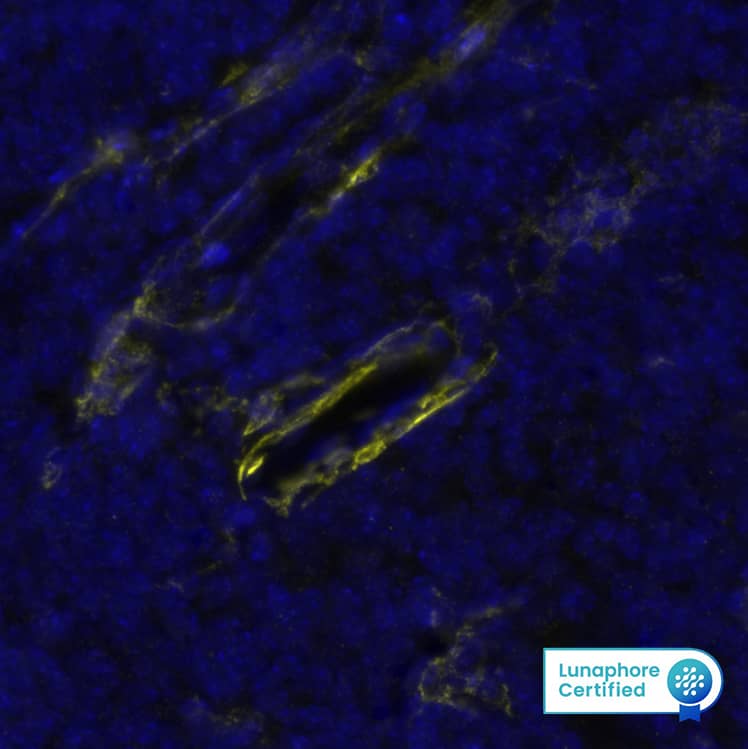 CD34 was detected in immersion fixed paraffin-embedded sections of mouse Thymus using Rat Anti-Mouse CD34, Monoclonal Antibody (Catalog #NB600-1071) at 1:500 dilution at 37 ° Celsius for 2 minutes. Before incubation with the primary antibody, tissue underwent an all-in-one dewaxing and antigen retrieval preprocessing using PreTreatment Module (PT Module) and Dewax and HIER Buffer H (pH 9; Epredia Catalog # TA-999-DHBH).Tissue was stained using the Alexa Fluor™ 647 Goat anti-Rat IgG Secondary Antibody at 1:200 at 37 ° Celsius for 2 minutes. (Yellow; Lunaphore Catalog # DR647RT) and counterstained with DAPI (blue; Lunaphore Catalog # DR100). Specific staining was localized to the membrane. Protocol available in COMET™ Panel Builder.