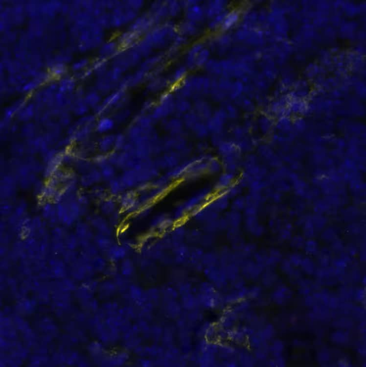 CD34 was detected in immersion fixed paraffin-embedded sections of mouse Thymus using Rat Anti-Mouse CD34, Monoclonal Antibody (Catalog #NB600-1071) at 1:500 dilution at 37 ° Celsius for 2 minutes. Before incubation with the primary antibody, tissue underwent an all-in-one dewaxing and antigen retrieval preprocessing using PreTreatment Module (PT Module) and Dewax and HIER Buffer H (pH 9; Epredia Catalog # TA-999-DHBH).Tissue was stained using the Alexa Fluor™ 647 Goat anti-Rat IgG Secondary Antibody at 1:200 at 37 ° Celsius for 2 minutes. (Yellow; Lunaphore Catalog # DR647RT) and counterstained with DAPI (blue; Lunaphore Catalog # DR100). Specific staining was localized to the membrane. Protocol available in COMET™ Panel Builder.