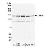 Western Blot: LARP1 Antibody [NBP1-19128] -Whole cell lysate (10 ug) from HeLa, HEK293T, Jurkat, HepG2, and MCF-7 cells prepared using NETN lysis buffer.Antibody: Affinity purified rabbit anti-LARP1 antibody  used for WB at 0.04 ug/ml. Detection: Chemiluminescence with an exposure time of 3 seconds.