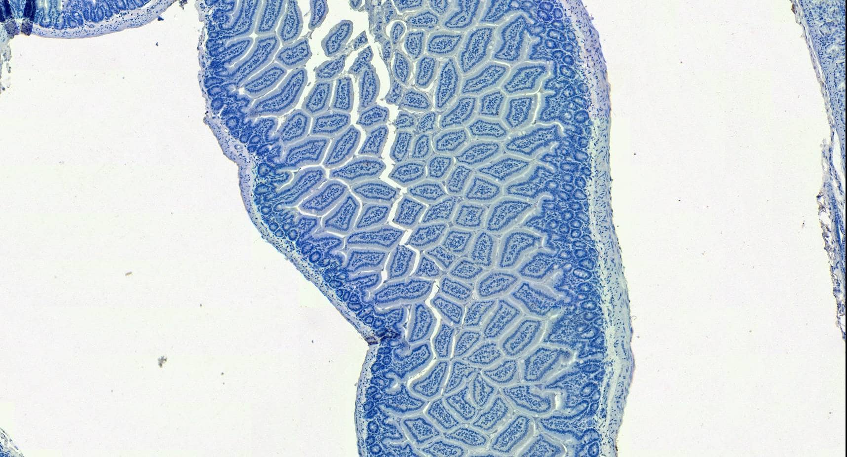 Control: Goat Polyclonal SLC10A2 Antibody [NBP1-20974] - Negative Control showing staining of paraffin embedded Mouse Small Intestine, with no primary antibody.