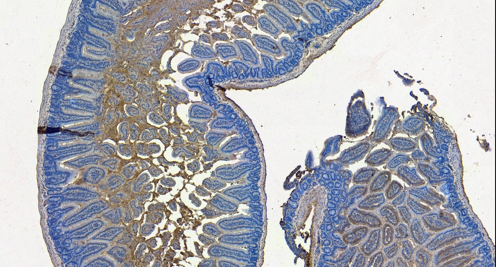 Immunohistochemistry-Paraffin: Goat Polyclonal SLC10A2 Antibody [NBP1-20974] - (6µg/ml) staining of paraffin embedded Mouse Small Intestine. Heat induced antigen retrieval with citrate buffer pH 6, HRP-staining.