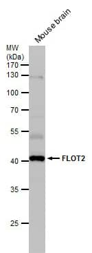 Western Blot: Flotillin 2 Antibody [NBP1-30881] -Flotillin 2 antibody [C3], C-term detects Flotillin 2 protein by Western blot analysis. Mouse tissue extracts (50 μg) was separated by 10 % SDS-PAGE, and blotted with Flotillin 2 antibody [C3], C-term diluted by 1:1000.