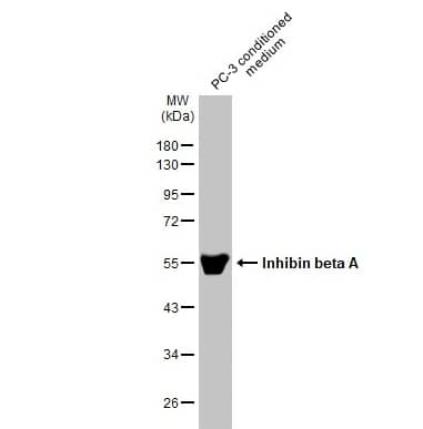 Western Blot: Activin A Antibody [NBP1-30928] - PC-3 conditioned medium (30 μg) was separated by 10% SDS-PAGE, and the membrane was blotted with Inhibin beta A antibody diluted at 1:1000. The HRP-conjugated anti-rabbit IgG antibody (NBP2-19301) was used to detect the primary antibody.