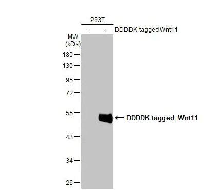 Western Blot: Wnt-11 Antibody [NBP1-31406] -Non-transfected (–) and transfected (+) 293T whole cell extracts (30 μg) were separated by 10% SDS-PAGE, and the membrane was blotted with Wnt11 antibody diluted at 1:5000. The HRP-conjugated anti-rabbit IgG antibody (NBP2-19301) was used to detect the primary antibody.