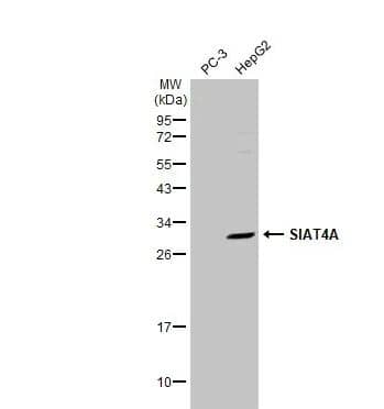 Western Blot: ST3 beta-Gal alpha-2,3-Sialyltransferase 1/ST3GAL1/SIAT4A Antibody [NBP1-31449] -Various whole cell extracts (30 ug) were separated by 12% SDS-PAGE, and the membrane was blotted with SIAT4A antibody diluted at 1:500. The HRP-conjugated anti-rabbit IgG antibody (NBP2-19301) was used to detect the primary antibody.