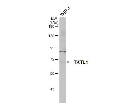 Western Blot: TKTL1 Antibody [NBP1-31674] -Whole cell extract (30 μg) was separated by 7.5% SDS-PAGE, and the membrane was blotted with TKTL1 antibody [N1C1] diluted at 1:1000. The HRP-conjugated anti-rabbit IgG antibody (NBP2-19301) was used to detect the primary antibody.