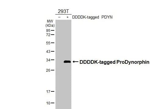 Western Blot: Prodynorphin/PDYN Antibody [NBP1-31768] -Non-transfected (–) and transfected (+) 293T whole cell extracts (30 μg) were separated by 12% SDS-PAGE, and the membrane was blotted with ProDynorphin antibody [N1C2] diluted at 1:5000. The HRP-conjugated anti-rabbit IgG antibody (NBP2-19301) was used to detect the primary antibody.