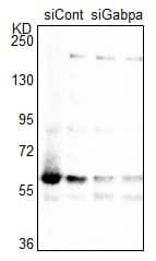 Western Blot: Rabbit Polyclonal GABPA Antibody [NBP1-32105] - Primary rat neonatal ventricular cardiomyocytes lysates with siRNA targeting Gabpa (siGabpa) and control (siCont). After 5 days of transfection with siRNA targeting rat Gabpa, the cells were lysed and subject to immunoblot analysis. Primary antibody dilution: 1/5000. Image from verified customer review.