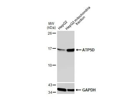 Western Blot: ATP5D Antibody [NBP1-32365] -HepG2 and mitochondria extracts (30 ug) were separated by SDS-PAGE, and the membrane was blotted with ATP5D antibody diluted at 1:2000. The HRP-conjugated anti-rabbit IgG antibody (NBP2-19301) was used to detect the primary antibody.