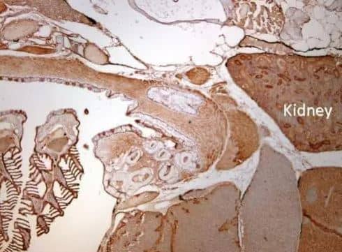 Immunohistochemistry-Paraffin: IDH3A Antibody [NBP1-32396] -   Analysis of paraffin-embedded zebrafish tissue, using IDH3A antibody at 1:300 dilution.