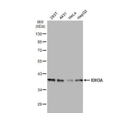 Western Blot: IDH3A Antibody [NBP1-32396] -Various whole cell extracts (30 ug) were separated by 10% SDS-PAGE, and the membrane was blotted with IDH3A antibody diluted at 1:500. The HRP-conjugated anti-rabbit IgG antibody (NBP2-19301 was used to detect the primary antibody.