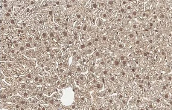 Immunohistochemistry-Paraffin-T-box 19 Antibody-NBP1-32878-Mouse liver.TBX19 stained by TBX19 antibody [N1C1] diluted at 1:500.Antigen Retrieval: Citrate buffer, pH 6.0, 15 min.