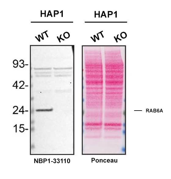 Western blot shows lysates of HAP1 cell line and RAB6A knockout HAP1 cell line (KO). Nitrocellulose membrane was probed with RAB6A Antibody (Catalog # NBP1-33110) followed by HRP-conjugated secondary antibody. A specific band was detected for RAB6A at approximately 24 kDa (as indicated) in the parental HAP1 cell line, but is not detectable in knockout HAP1 cell line.  Primary antibody dilution used: 1/1000. The Ponceau stained transfer of the blot is shown. This experiment was conducted under reducing conditions. Image, protocol, and testing courtesy of YCharOS Inc. See ycharos.com for additional details.