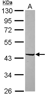 Western Blot: SerpinB2 Antibody [NBP1-33188] -Sample (30 μg of whole cell lysate)A: U87-MG10% SDS PAGEdiluted at 1:10000The HRP-conjugated anti-rabbit IgG antibody was used to detect the primary antibody.