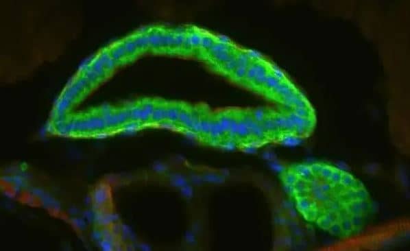 Immunohistochemistry:Cytochrome P450 26B1 Antibody [NBP1-33476] -  Analysis of agarose-embedded zebrafish embryo cross-section, using CYP26B1 antibody [N2C2], Internal at 1:200 dilution.