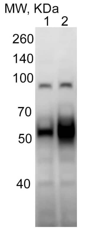 Western Blot: Mouse Monoclonal ATF6 Antibody (70B1413.1) [IMGENEX: IMG-273] [NBP1-40256] - Western blot of the mouse liver homogenates from control (1) and alcohol-fed mice (2). Image from a verified customer review.