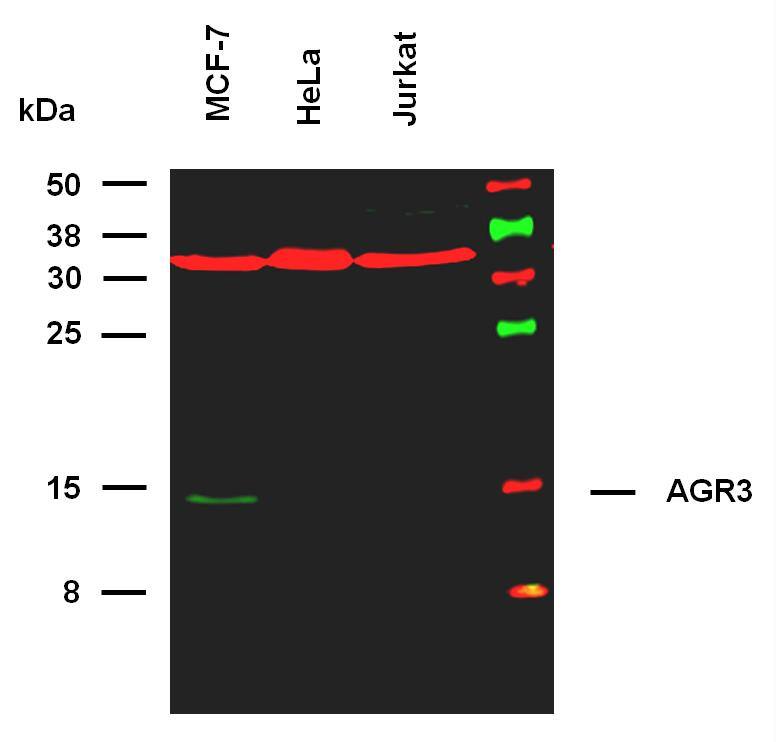 Western Blot: Mouse Monoclonal AG-3/AGR3 Antibody (AGR3.1) [NBP1-45004] - Western blotting analysis was performed on whole cell extracts (HOT lysis buffer) of MCF-7, HeLa, and Jurkat cell lines, mixed and heated (100C, 5 min) with reducing SDS-loading buffer. Samples were resolved using 15% SDS-PAGE gel.Nitrocellulose membrane blot was probed with mouse IgG1 monoclonal antibody AGR3.1 (1 ug/ml), followed by IRDye 800CW Goat-anti-Mouse IgG (green). Multiplex fluorescent Western blot detection was performed.AGR3 molecules were detected at ~ 14 kDa in MCF-7 cell line.