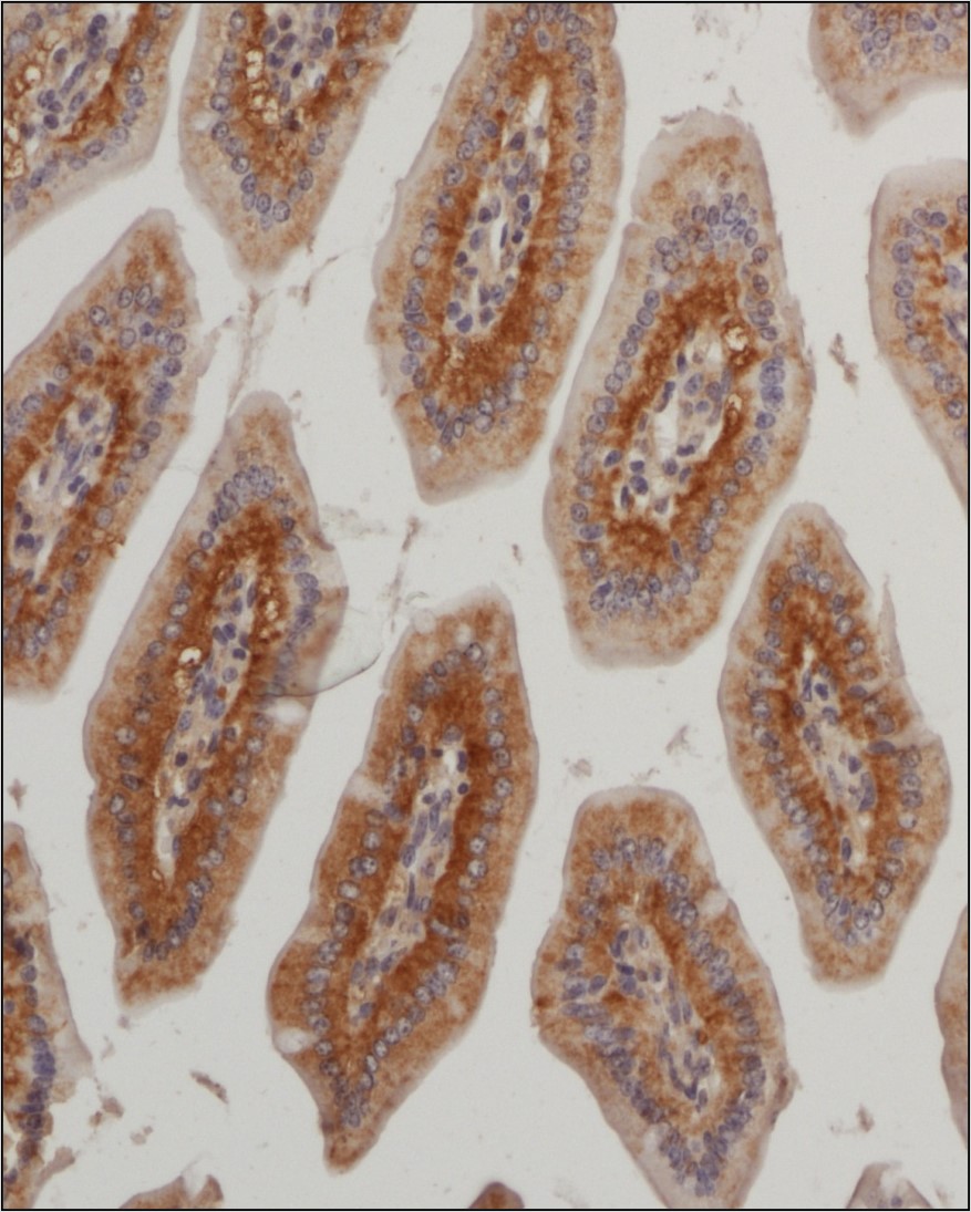 Immunohistochemistry: Glut4 Antibody [NBP1-49533] - Analysis of a FFPE tissue section of mouse small intestine using 1:200 dilution of Glut4 antibody. The staining was developed using HRP labeled anti-rabbit secondary antibody and DAB reagent, and nuclei of cells were counter-stained with hematoxylin.