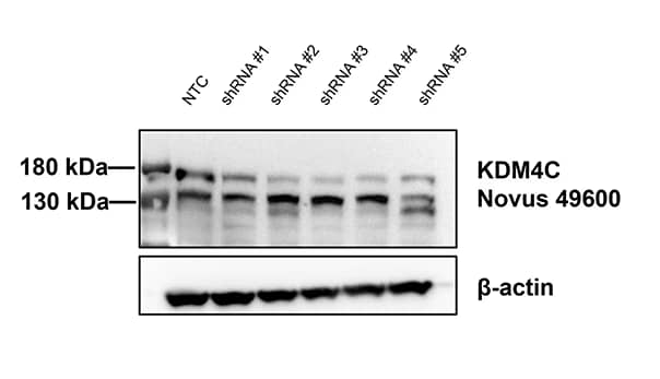 Western Blot Lysine (K)-specific Demethylase 4C/KDM4C/JMJD2C Antibody - BSA Free