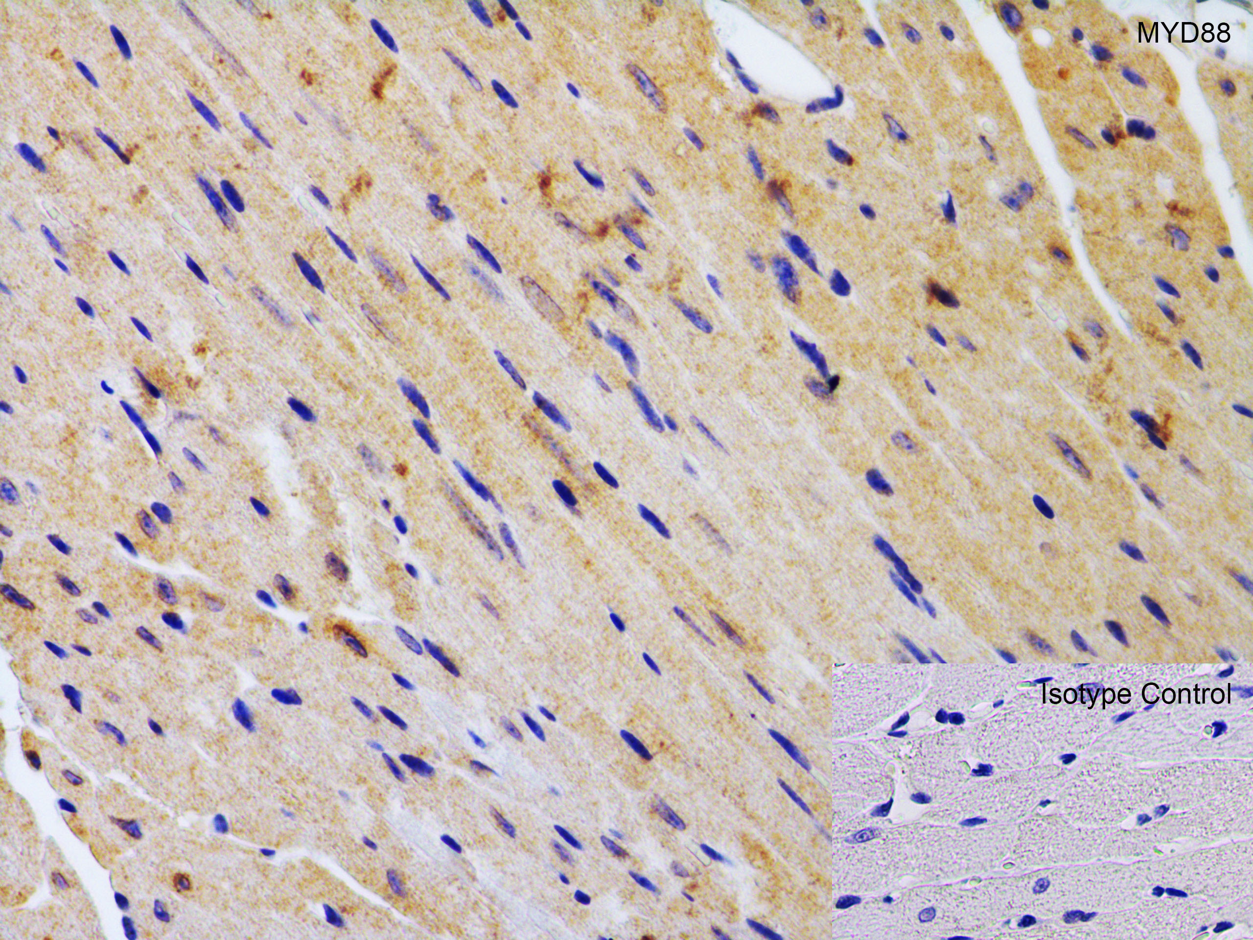 Immunohistochemistry: Rabbit Polyclonal MyD88 Antibody [NBP1-76465] - Immunohistochemistry Validation of MyD88 in Mouse Heart. Immunohistochemical analysis of paraffin-embedded mouse heart tissue using anti-MYD88 antibody at 2 ug/ml. Tissue was fixed with formaldehyde and blocked with 10% serum for 1 h at RT; antigen retrieval was by heat mediation with a citrate buffer (pH6). Samples were incubated with primary antibody overnight at 4C. A goat anti-rabbit IgG H&L (HRP) at 1/250 was used as secondary. Counter stained with Hematoxylin.