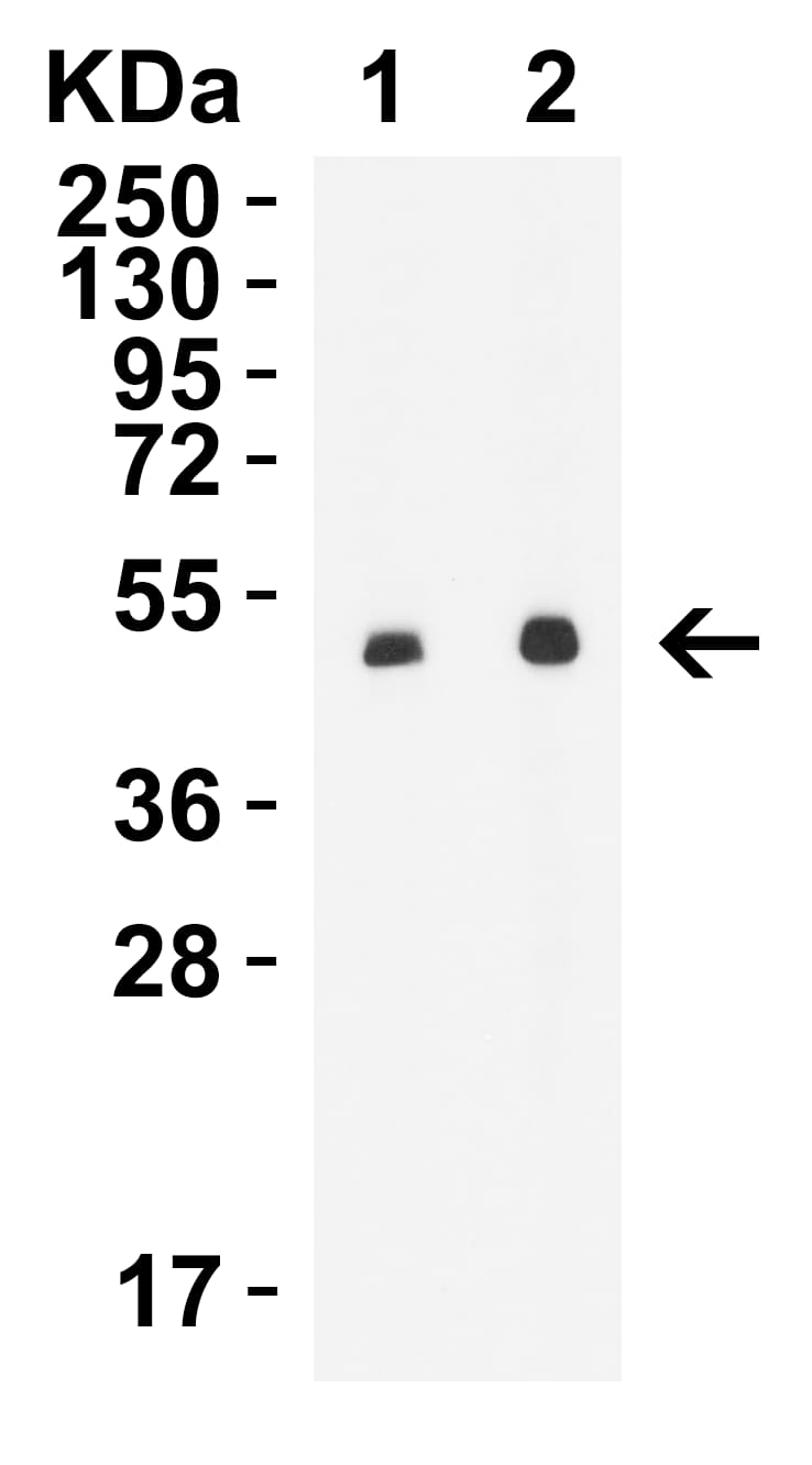 Western Blot STEAP1 Antibody - BSA Free