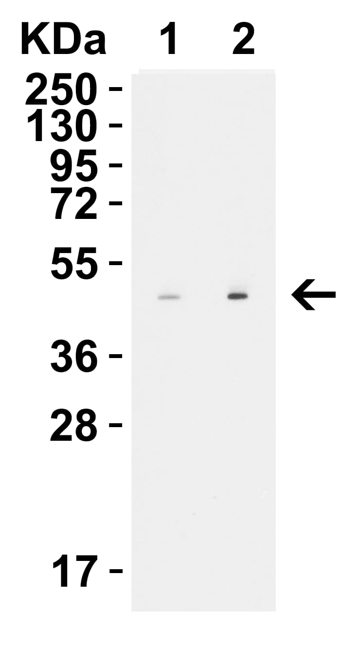 Western Blot STEAP1 Antibody - BSA Free