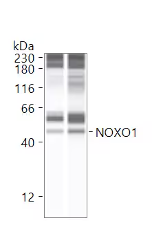 NOXO1 in mouse lungs. The first lane is a control; the second lane is treated. Image from a verified customer review.