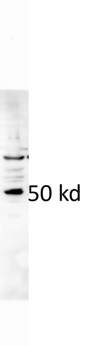 Western Blot: Rabbit Polyclonal E2F3 Antibody [NBP1-80295] - E2F3 detection in mouse cortex sample. 1:2000 dilution at 4 degrees overnight to detect endogenous E2F3 from mouse cortex samples (10 ug). Image from a verified customer review.