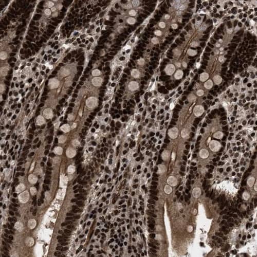 Staining of human duodenum shows strong nuclear-cytoplasmic positivity in glandular cells and lymphoid cells.
