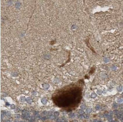 Immunohistochemistry-Paraffin: ZFAND5 Antibody [NBP1-80609] -Staining of human cerebellum shows strong cytoplasmic and nuclear positivity in Purkinje cells.