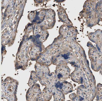 Immunohistochemistry-Paraffin Serine protease 23 Antibody - BSA Free